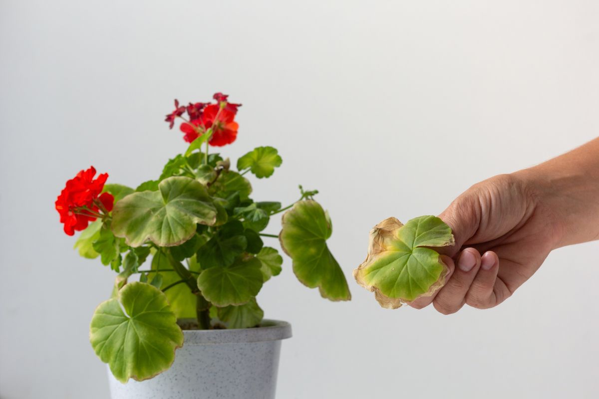 Woman,Hand,Holding,Cutting,Yellow,Leaf,Of,Blooming,Geranium,Damaged