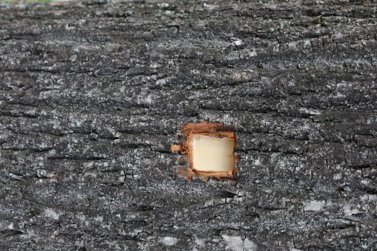 2024.05.16
SAJÁT/ Robert Fico
Szlovák kormányfő
Nyitrabány