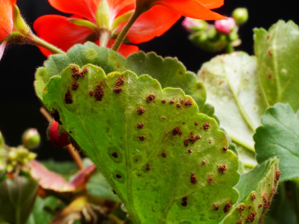 Infestation,Of,Puccinia,Pelargonii-zonalis;,Photo,Shows,Close,Up,Of,Powdery