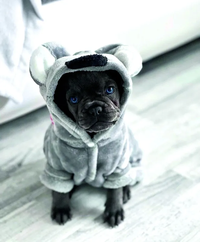 HOT FELTÖLTÉS Kőgazdag Herceg Csabi és a kutyája, Coco, akinek festik a körmét és kókuszolajjal kenik a talpát - RIPOST