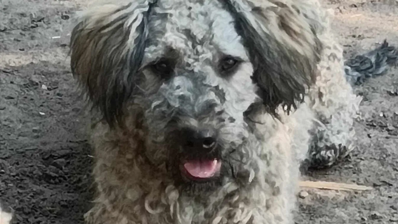 Napokig szenvedett – kegyetlen, mit tettek Zoltán kutyájával