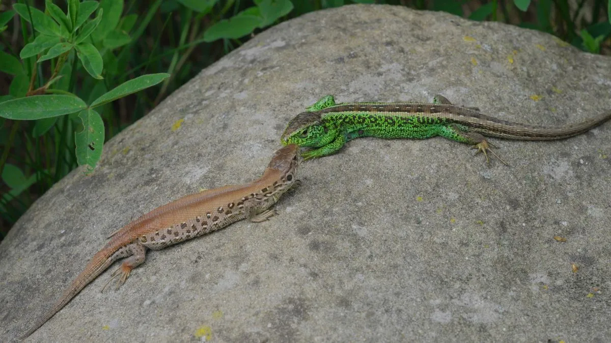 Common,Sand,Lizard,(lacerta,Agilis),Couple,Basking