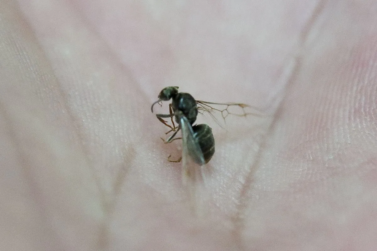 190716_szarnyashangyavighkaroly_59