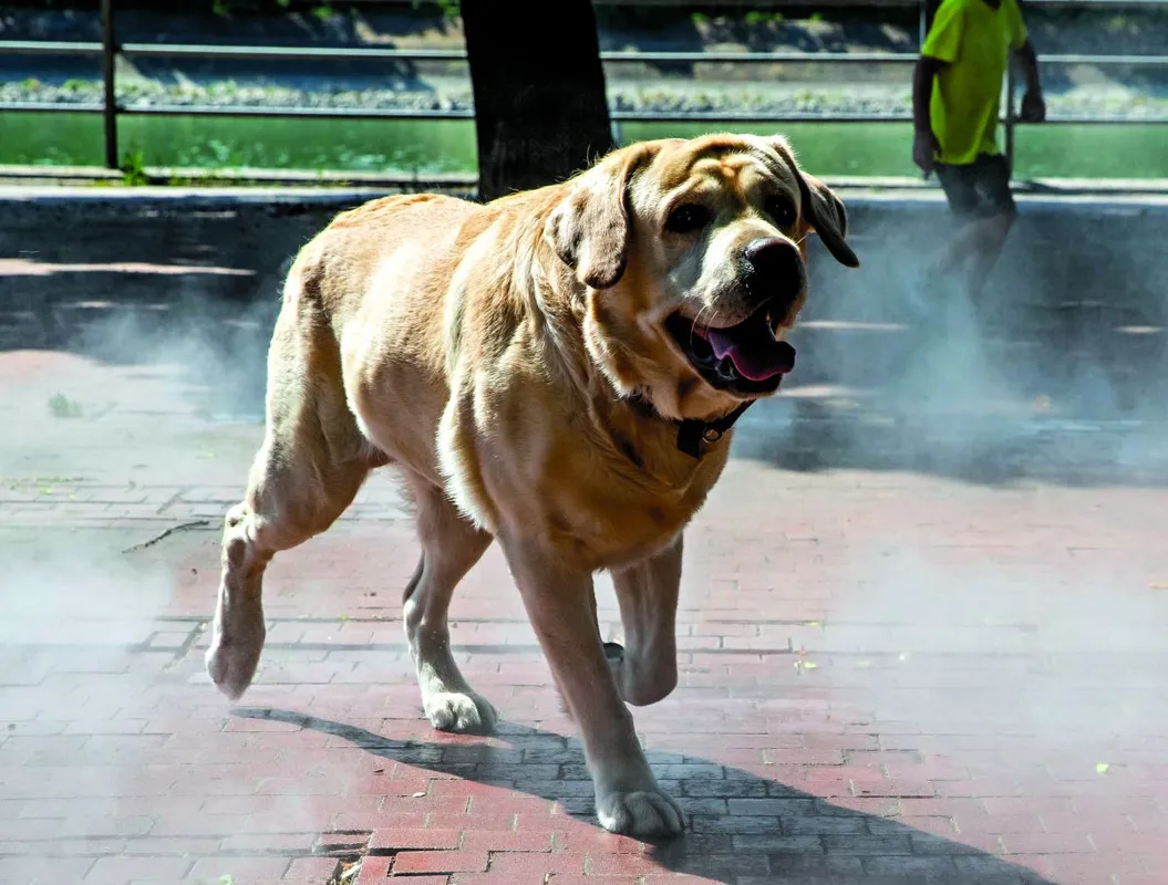 Valóság - mit tegyünk a nagy melegben a kutyákkal? - RIPOST kedvenceinkre