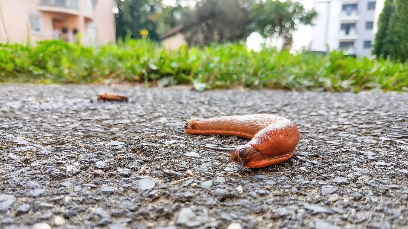Öt tuti tipp: így szabadulhatsz meg a meztelencsigáktól