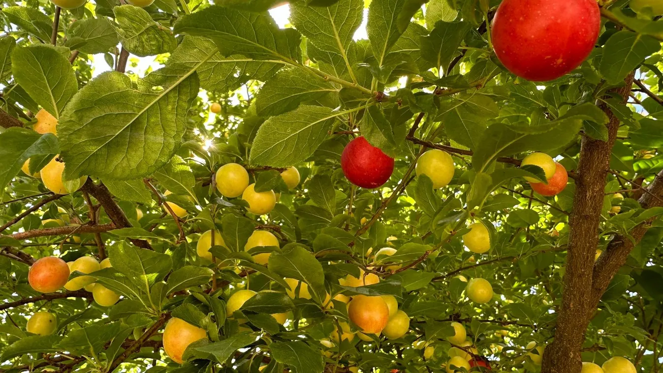 Rengeteg idén az ingyen gyümölcs: mire jó a fosóka szilva?