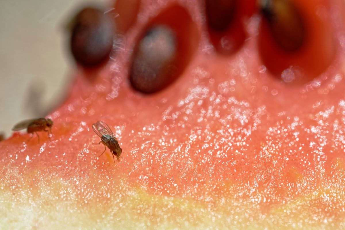 Drosophila,Or,Fruit,Flies,Are,Feeding,On,Water,Melon.,Light