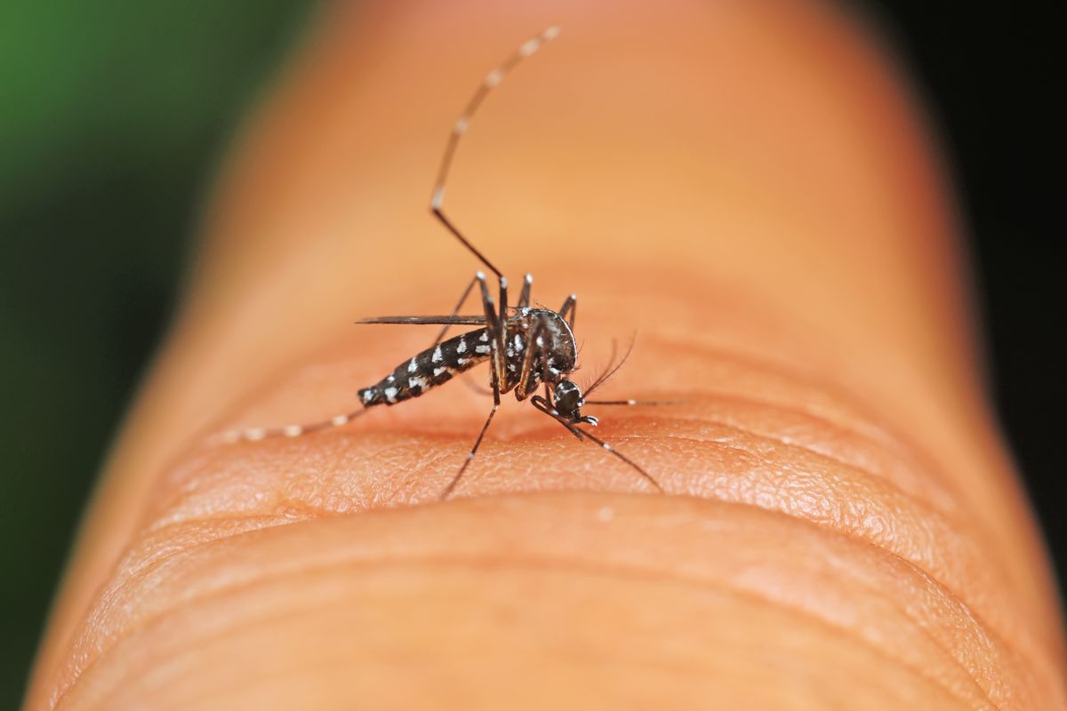 Aedes,Albopictus,Sucks,Blood,On,People's,Hands