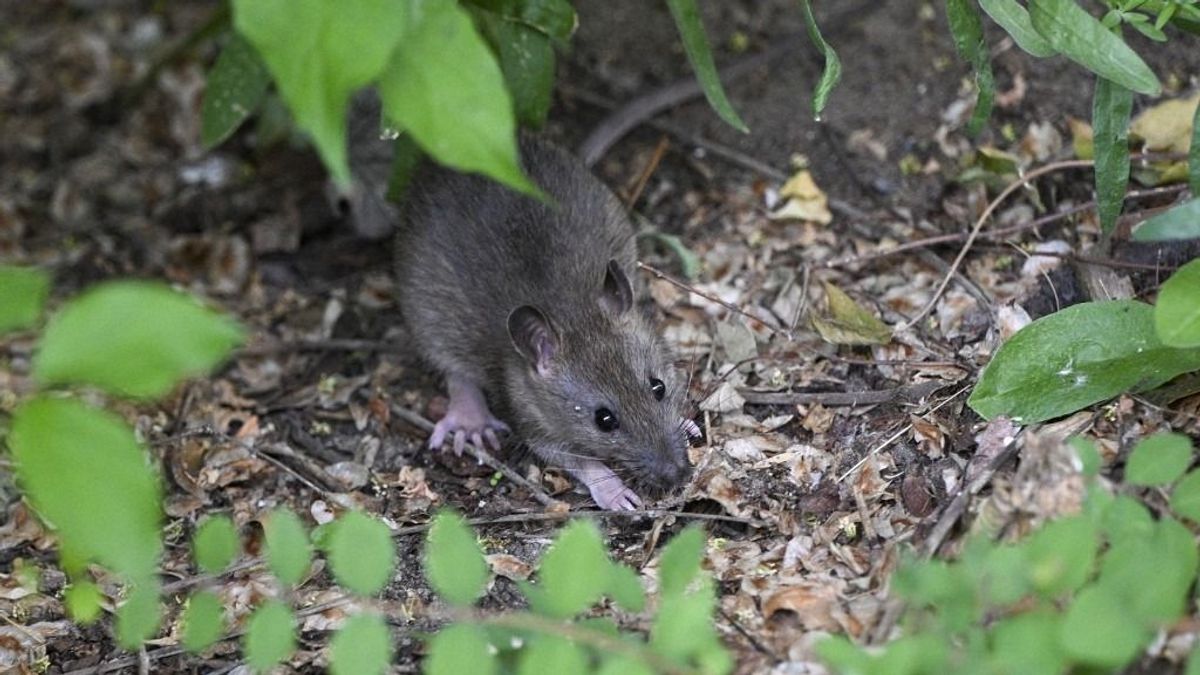 Kiadták a riasztást, pestis fenyeget az Eb-n