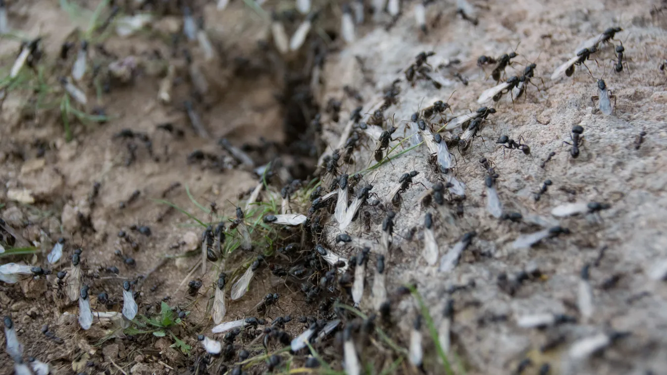 Így add meg a kegyelemdöfést a szárnyas hangyáknak