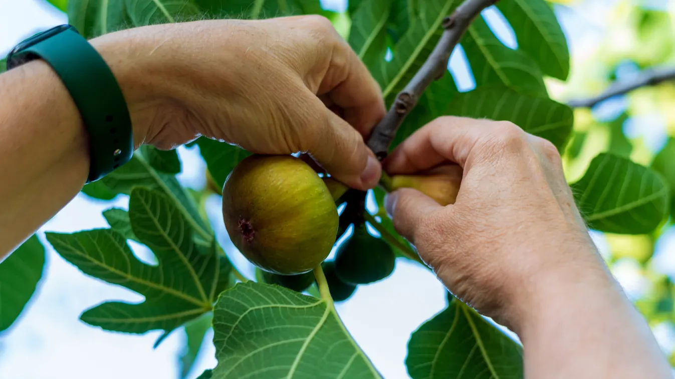 Most gyűjts össze a füge tejet, erre használhatod