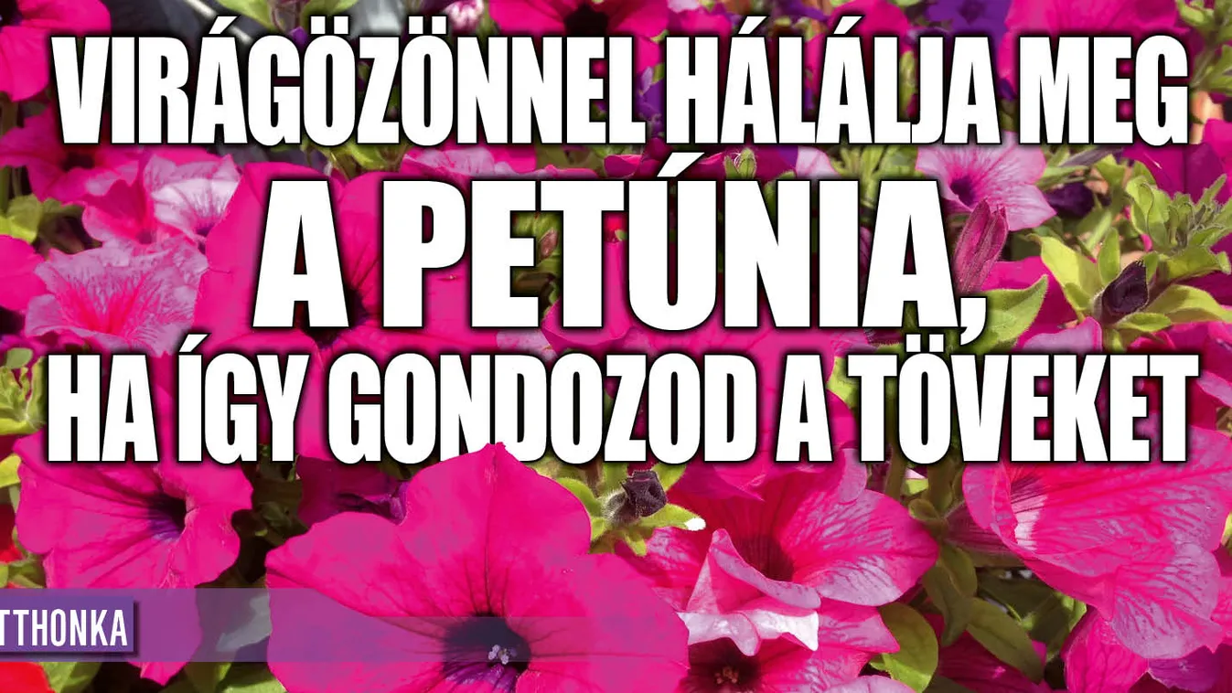 Virágözönnel hálálja meg a petúnia, ha így gondozod
