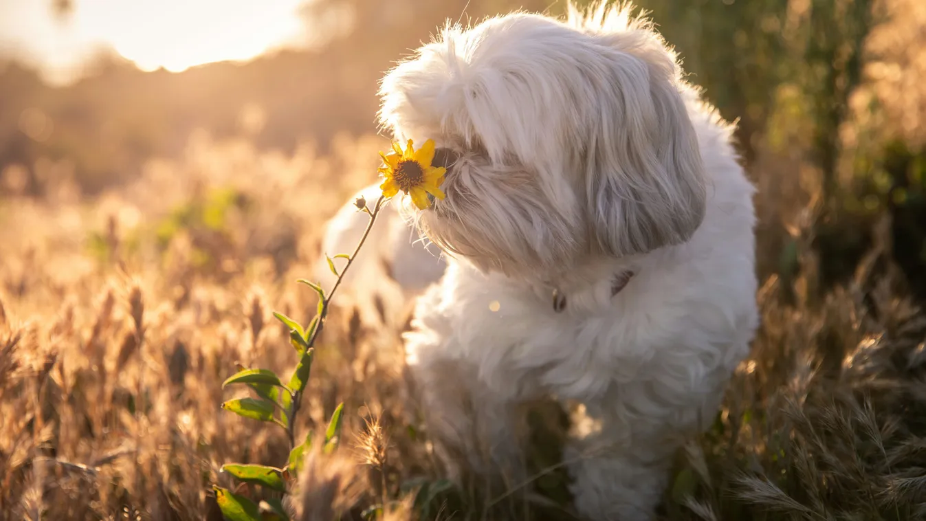 Így védheted meg a kutyádat a szúnyogoktól