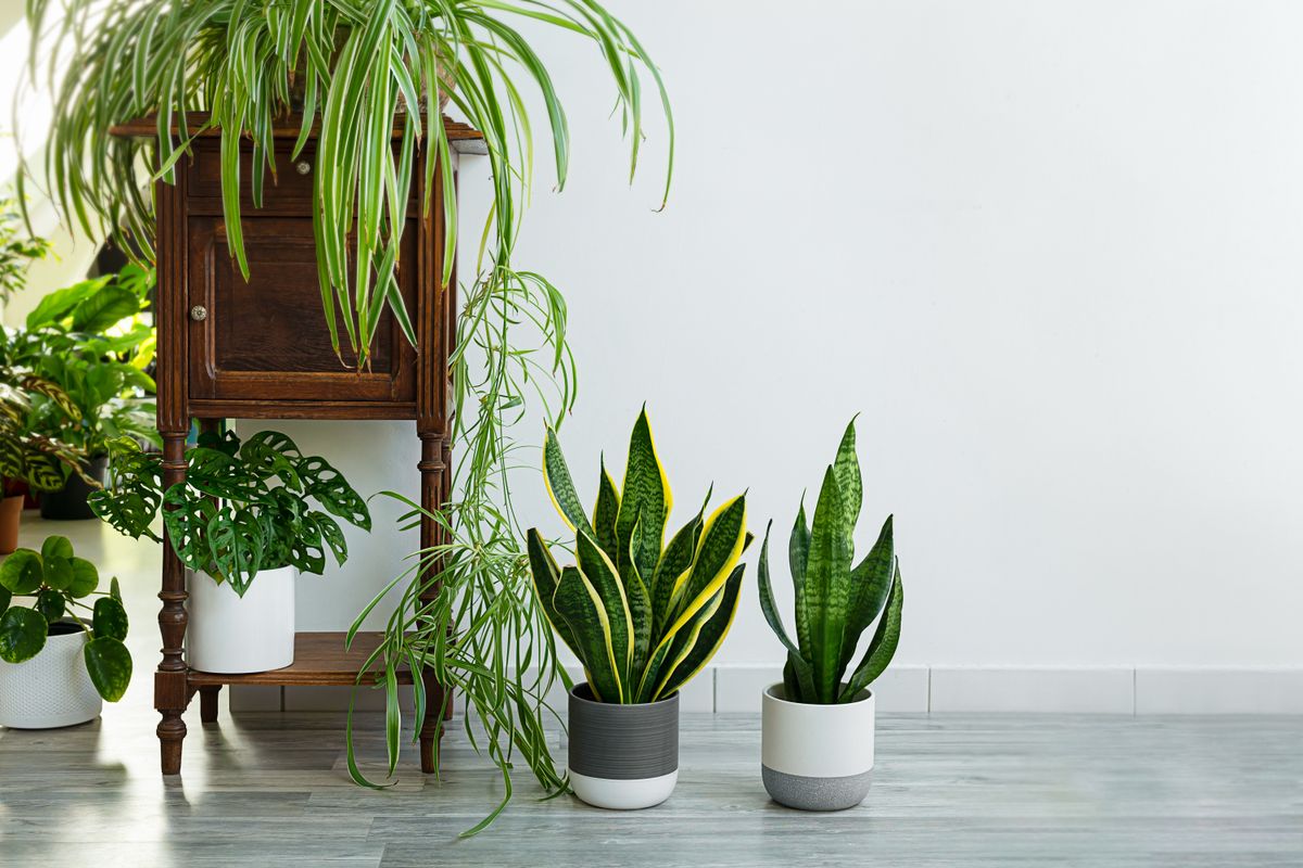 Indoor,Plants,Variete,-,Sansevieria,,Chlorophytum,In,The,Room,With