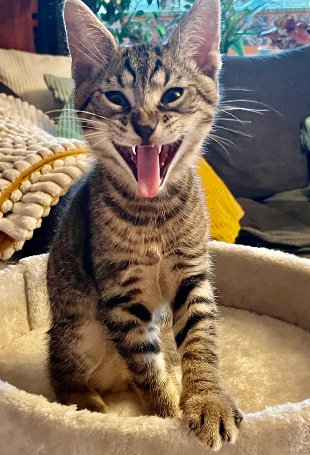 I. helyezett: Hidvégi Ágnes és Cirok