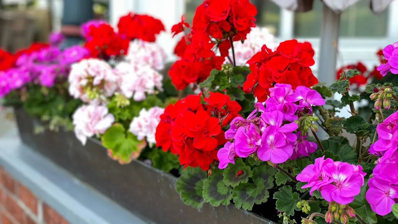 Milyen gyakran kell tápoldatozni a muskátlit?