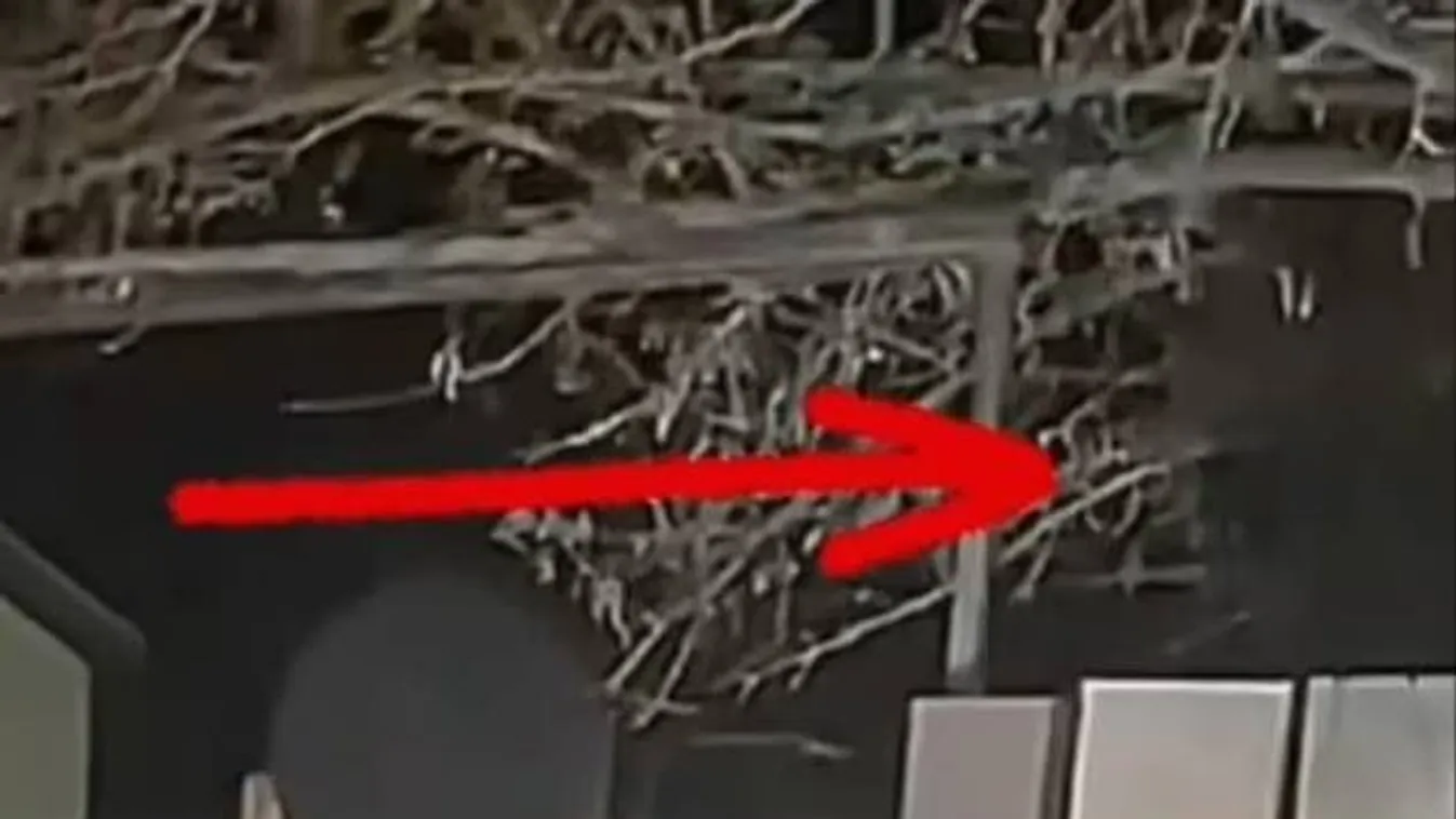 Itt a bizonyíték: hatalmas démon üldözte a tinit a kertben