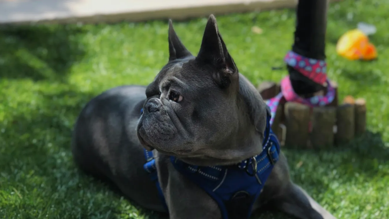 Megvédte a szellemektől a gazdiját a hűséges kutya  - videó!