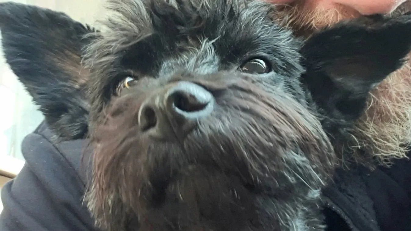 A kutya, amely elrabolta egy cég szívét