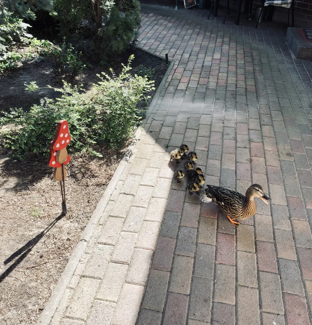 III. helyezett: Kónyi Zoltán és a vadkacsacsalád