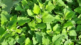 Nehogy kidobd őket: ez a 3 gyomnövény aranyat ér