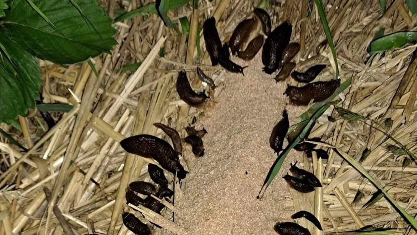 Így szabadulj meg a meztelen csigáktól!