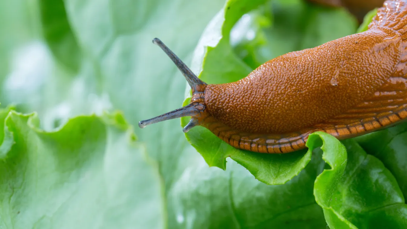 Így fogja meg a tejes doboz a meztelen csigát
