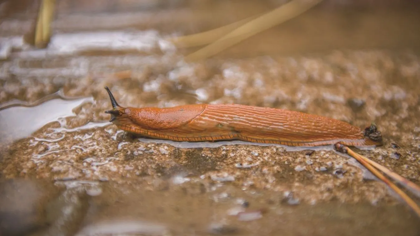 Itt a házi meztelencsiga riasztó