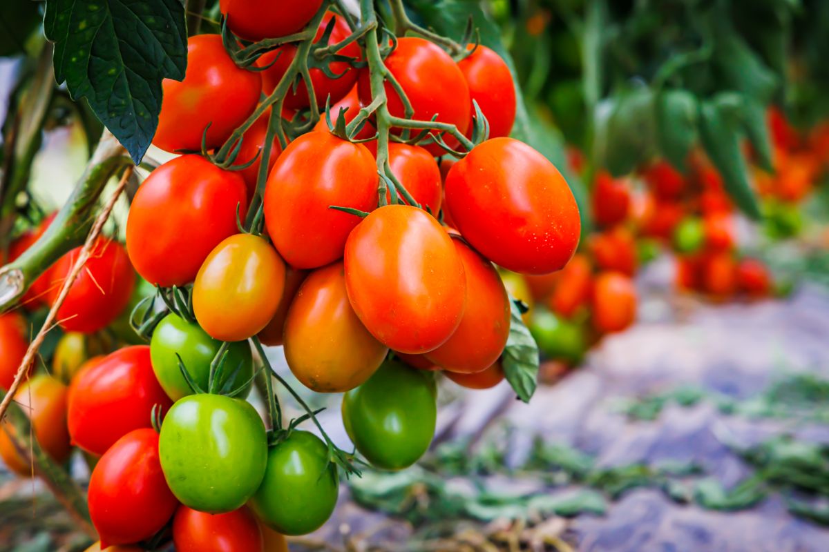 Many,Tomatoes,On,Tomato,Tree,In,Summer,Garden.,Many,Roma