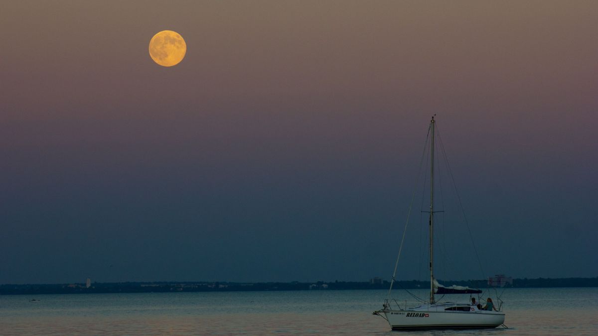 Pánik a Balatonnál: elképesztően veszélyes állatra bukkantak