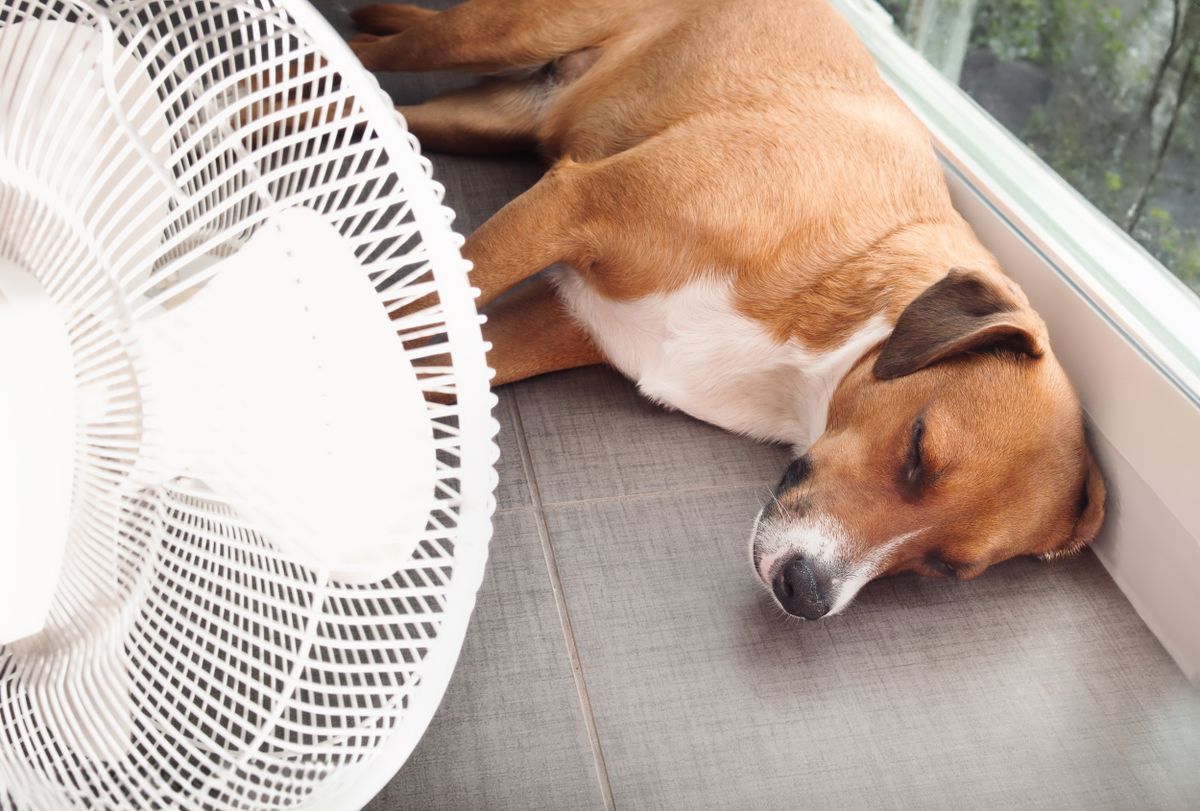 Valóság - mit tegyünk a nagy melegben a kutyákkal? - RIPOST
