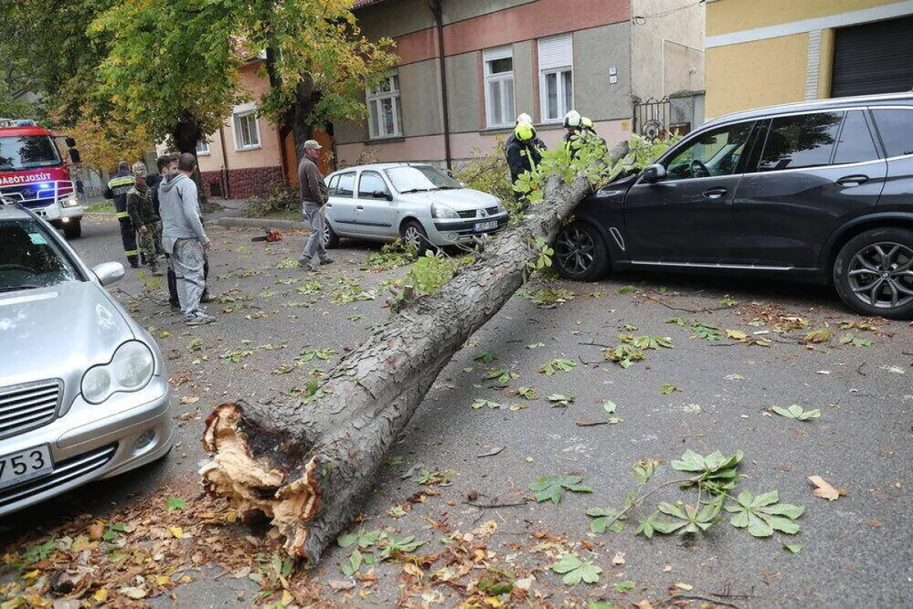 LANG9644 kidőlt fa vihar autó kár casco