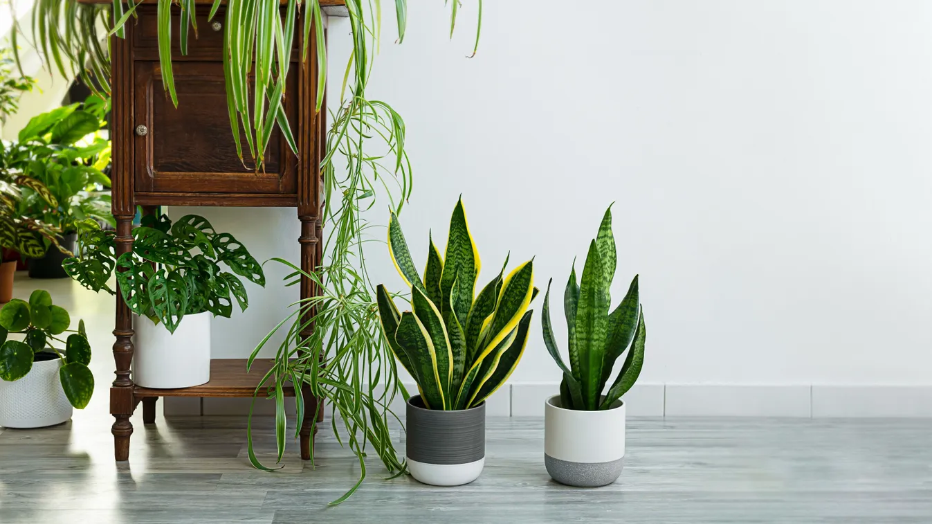 Ezek a szobanövények igazi túlélők