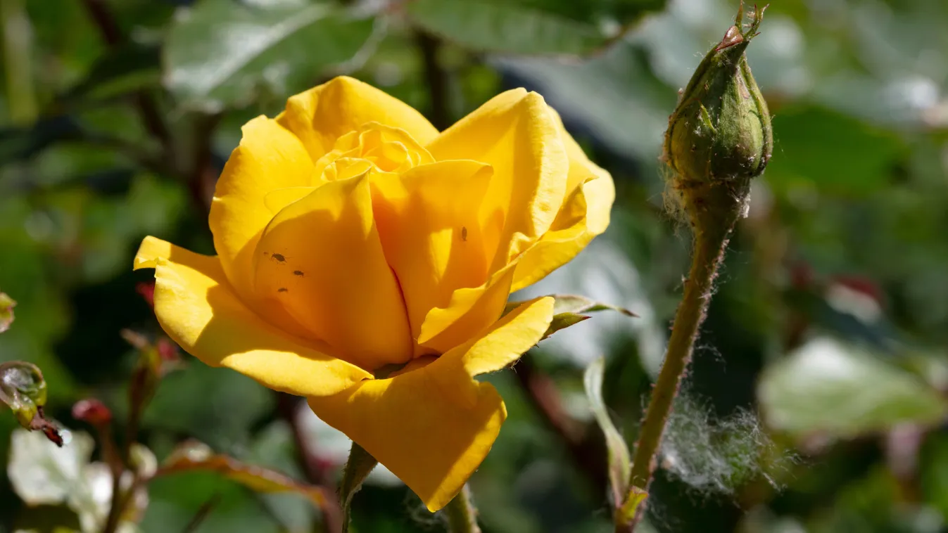 Ellepték a tetvek a rózsádat? Így szabadulhatsz meg tőlük