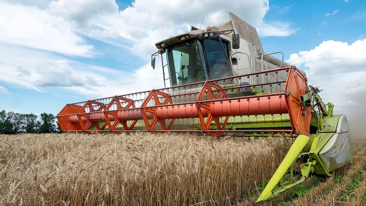 Szent Péter, Szent Pál, aratás, búza, rozs, hiedelem, hagyomány, 