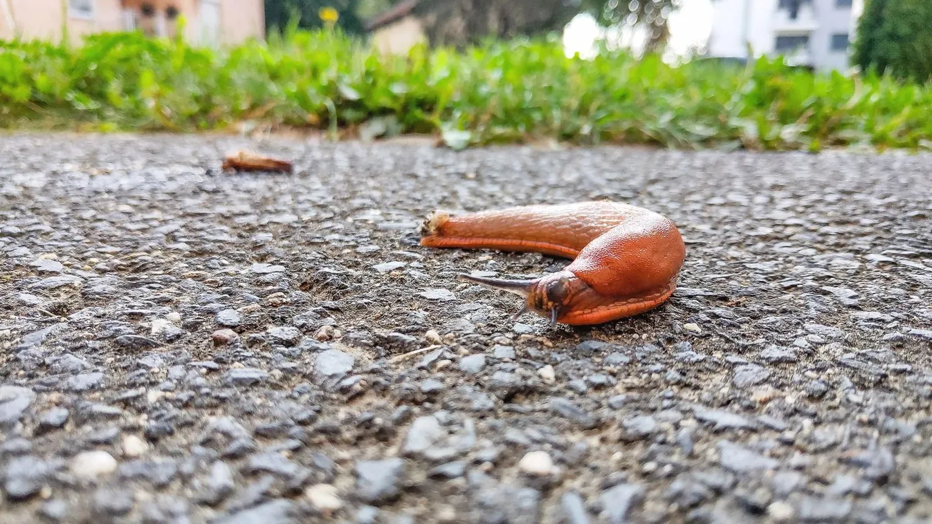 Így szabadulhatsz meg egyszerűen a meztelen csigáktól