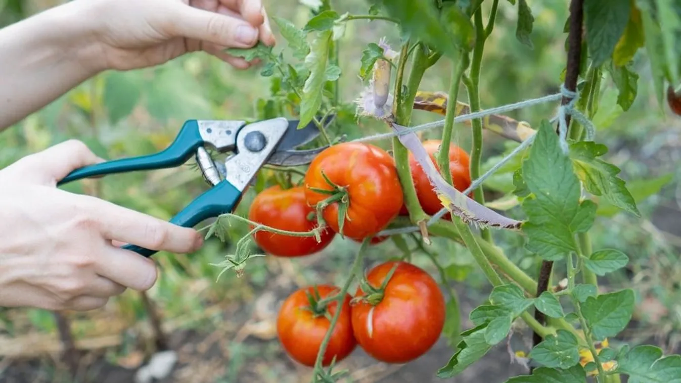 Bőséges termést hoz a paradicsom, ha betartod ezeket a trükköket