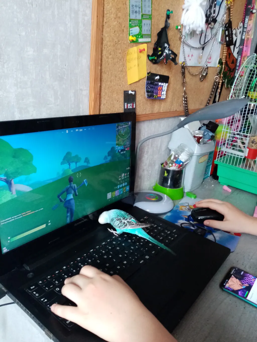 II. helyezett: Lénárd Gabriella és Gyurka, a papagáj