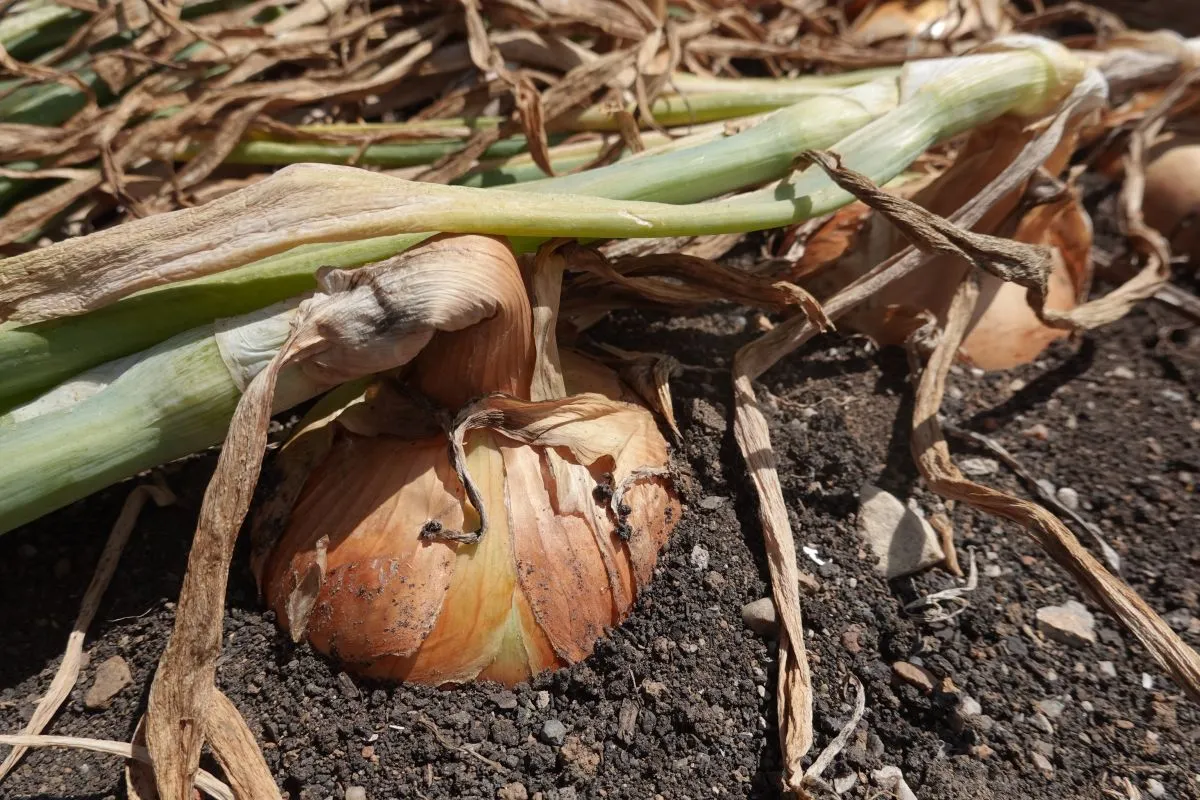 Harvesting,Onions,In,The,Backyard,Garden.,Harvest,Onions,In,Raised