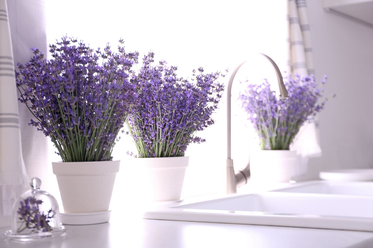 Beautiful,Lavender,Flowers,On,Countertop,Near,Sink,In,Kitchen.,Space