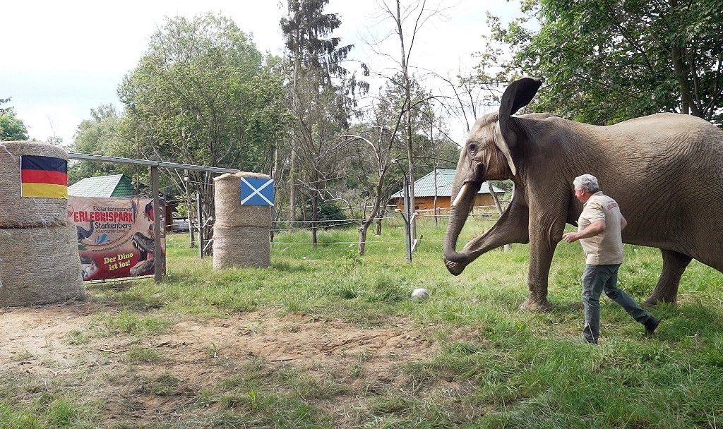Euro 2024 - Elephant Bubi predicts Euro 2024 match between Germany and Scotland