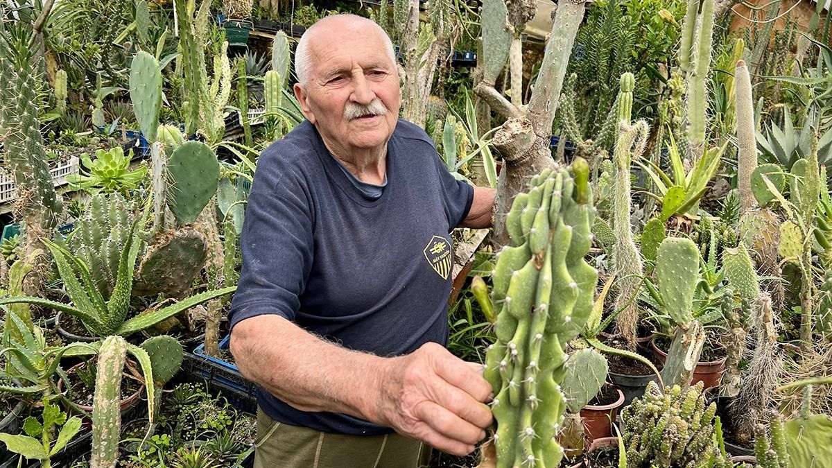 80 éves lett az ország kedvenc kaktuszgyűjtője, Hegyi Atilla - Videó!