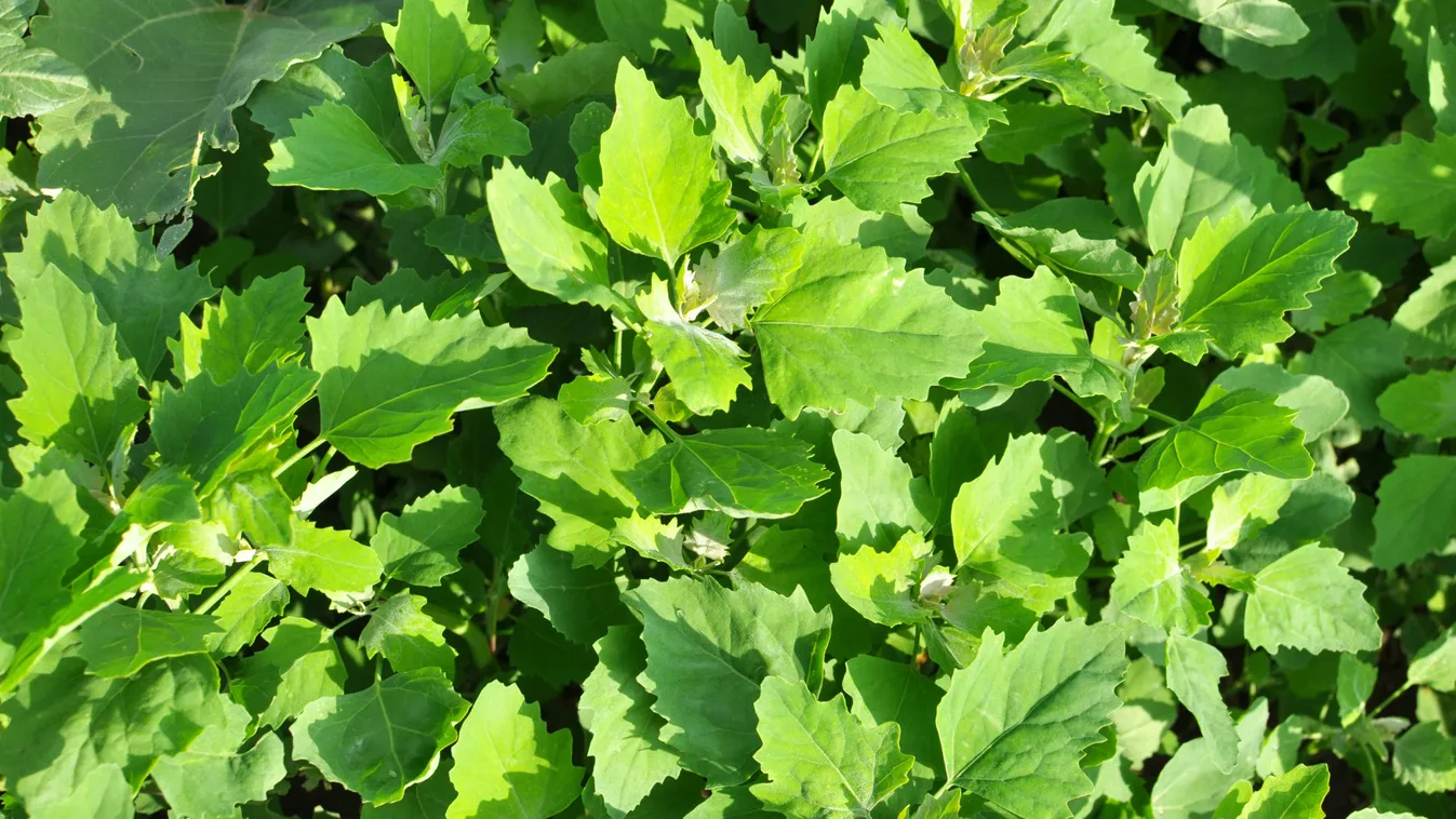 Nehogy kidobd őket: ez a 3 gyomnövény aranyat ér