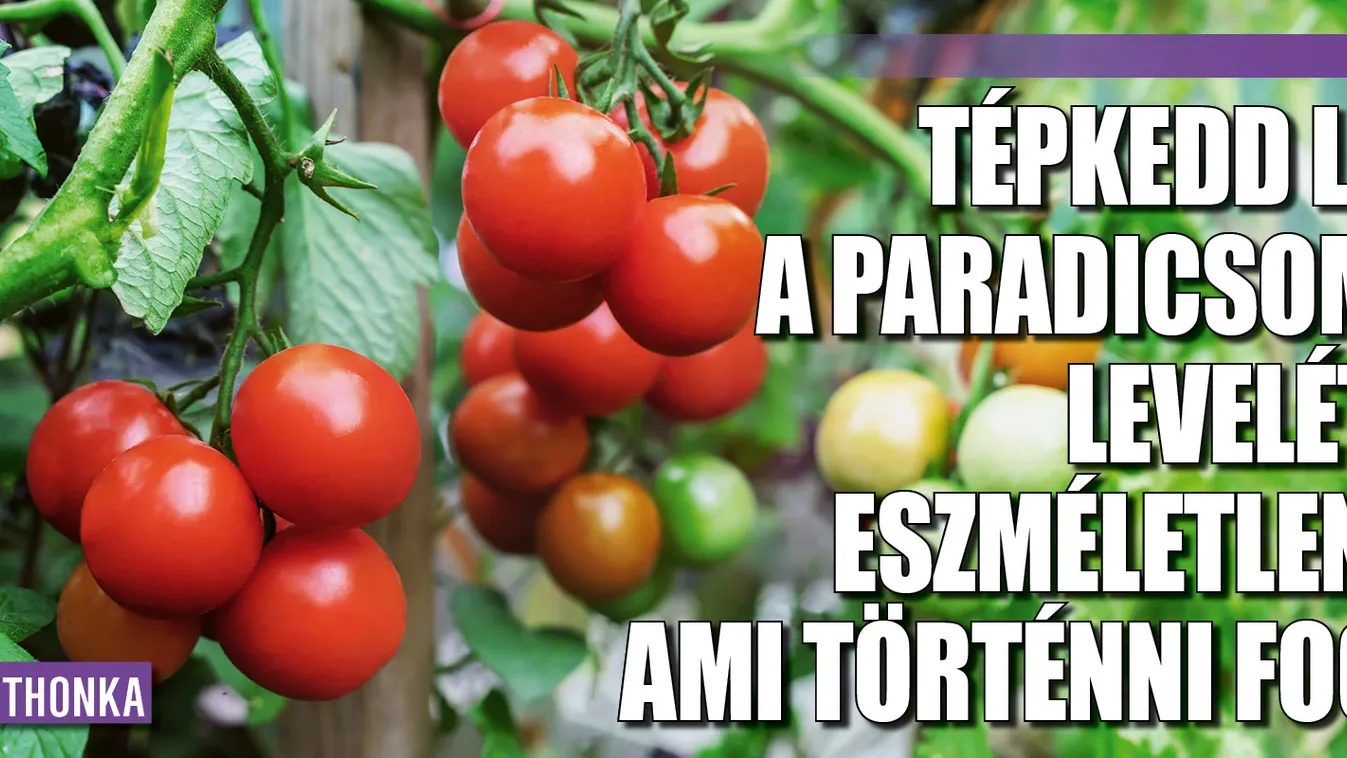 Tépkedd le a paradicsom levelét, eszméletlen, ami történik