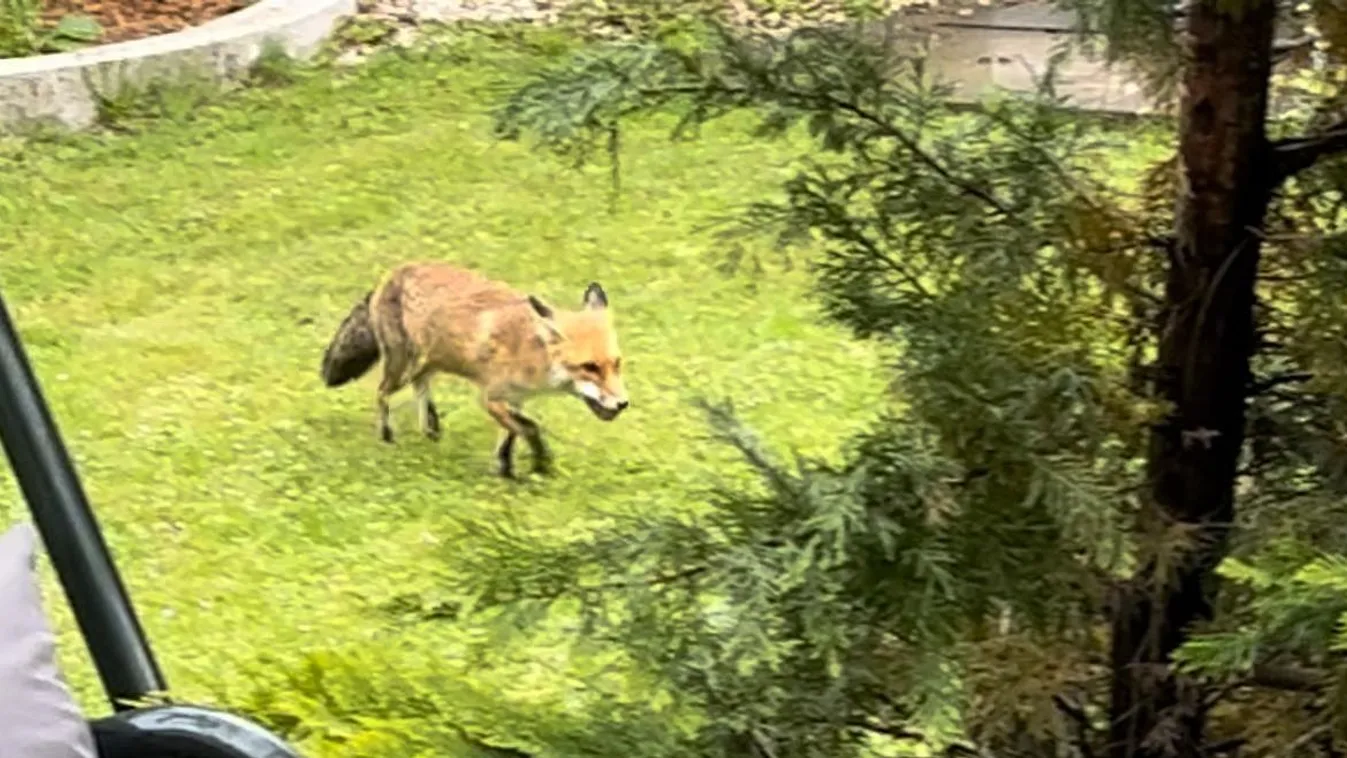 Ezt tedd, ha róka jár a kertedbe