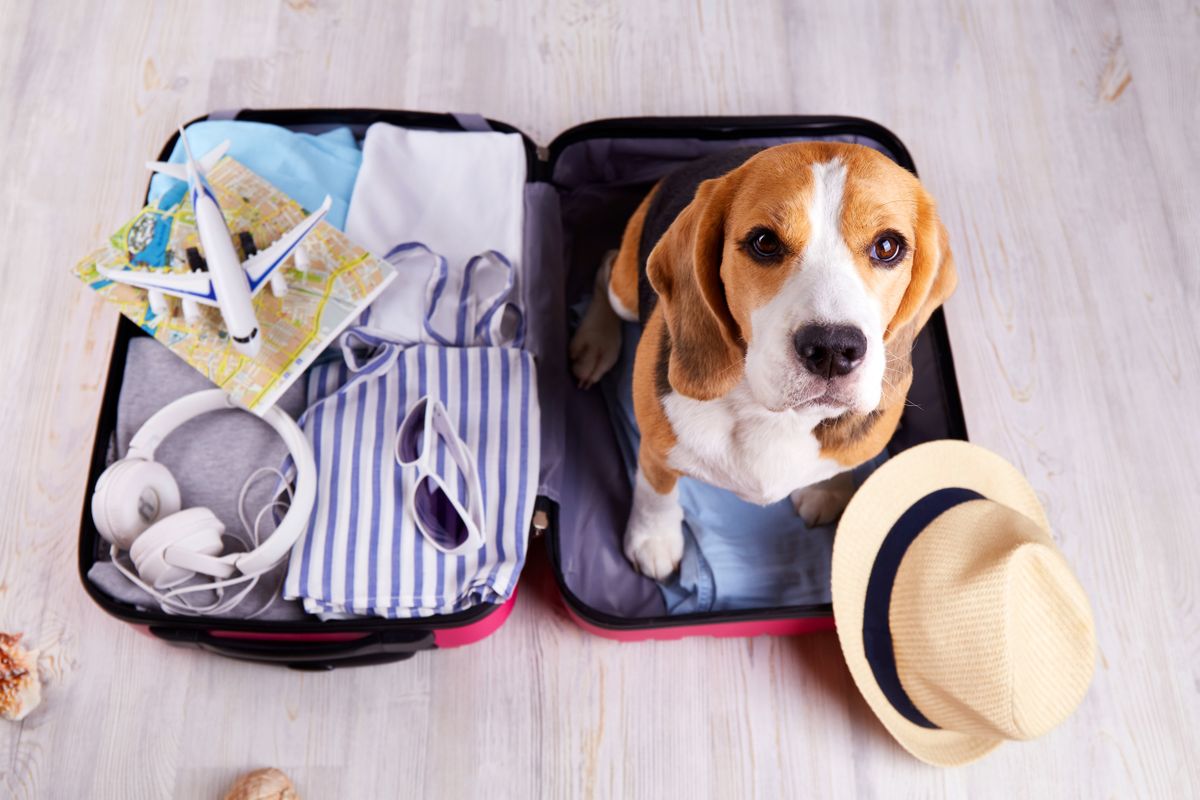 A,Beagle,Dog,Sits,In,An,Open,Suitcase,With,Clothes, nyaral, nyaralás