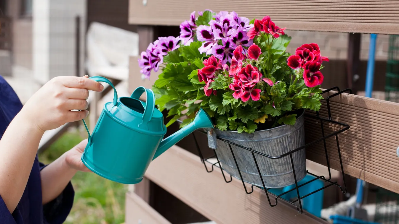 Ha így locsolod a kánikulában a muskátlit, kipusztulhat