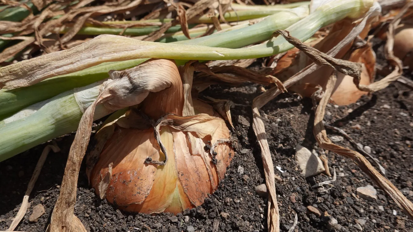 Most kell megtaposni a hagymát! Te tudod miért?