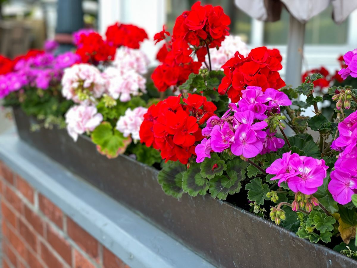 Vibrant,Red,And,Pink,Blooming,Geranium,Flowers,In,Flowers,Pot