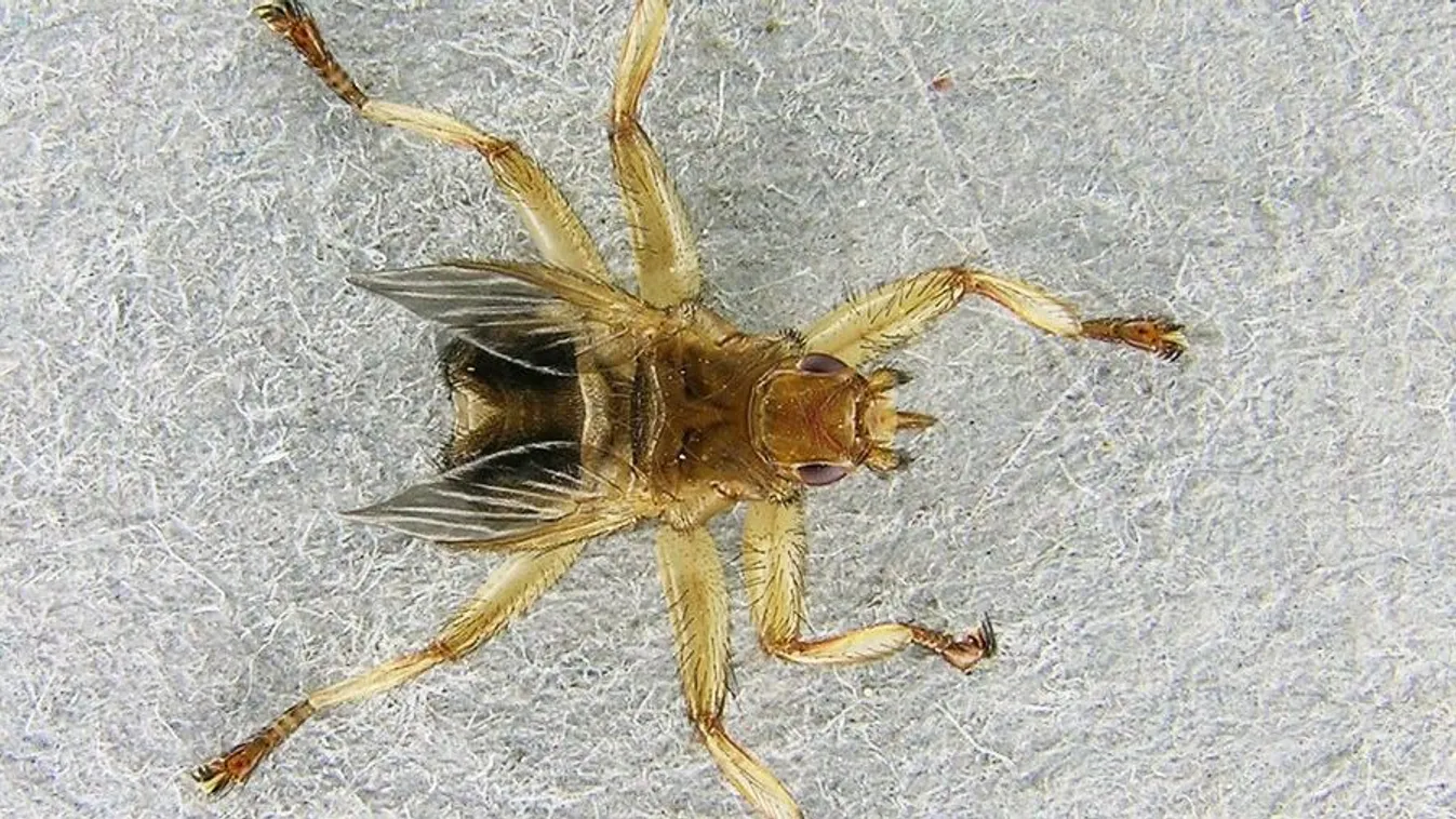 Vigyázz! Már itthon is támad a kullancslégy